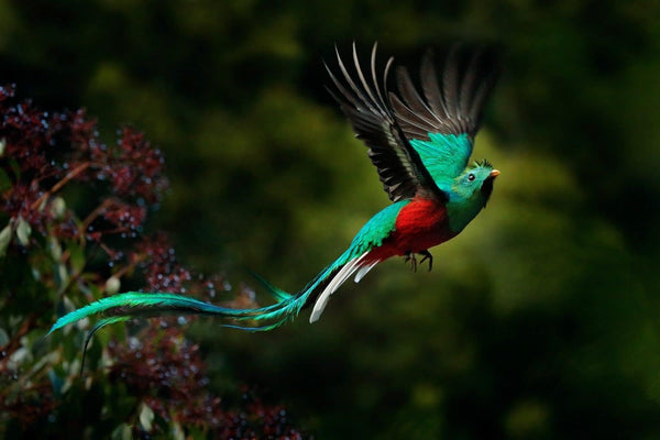 Guatemala | Quetzal